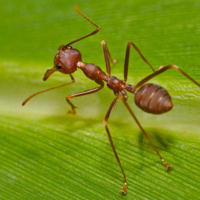 Little ant